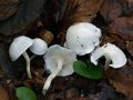 Hygrophorus cossus